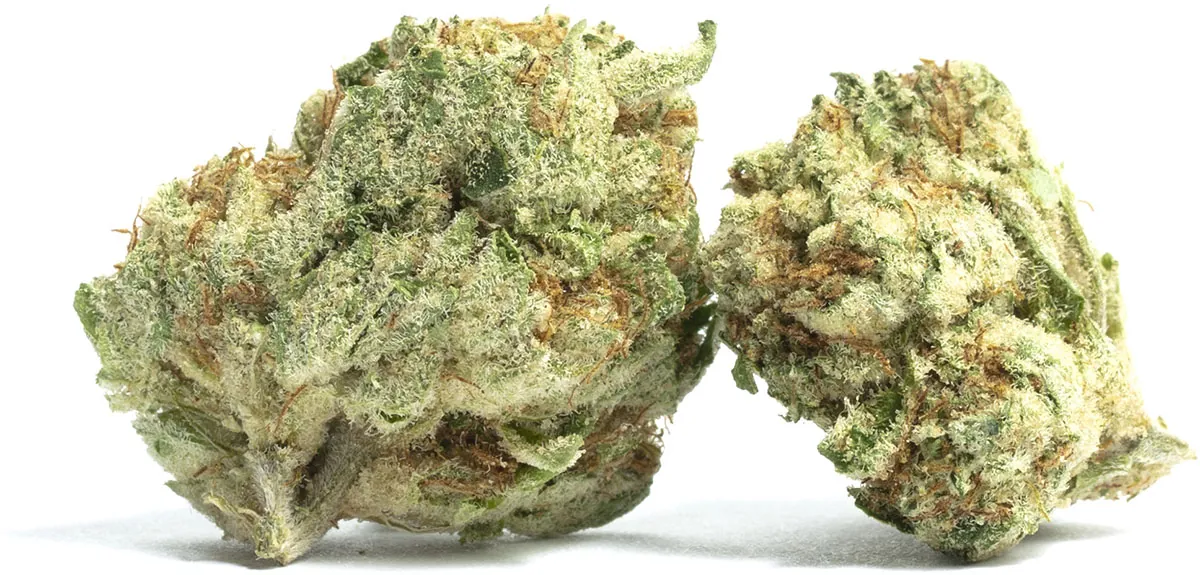 Zwei Cannabisblüten