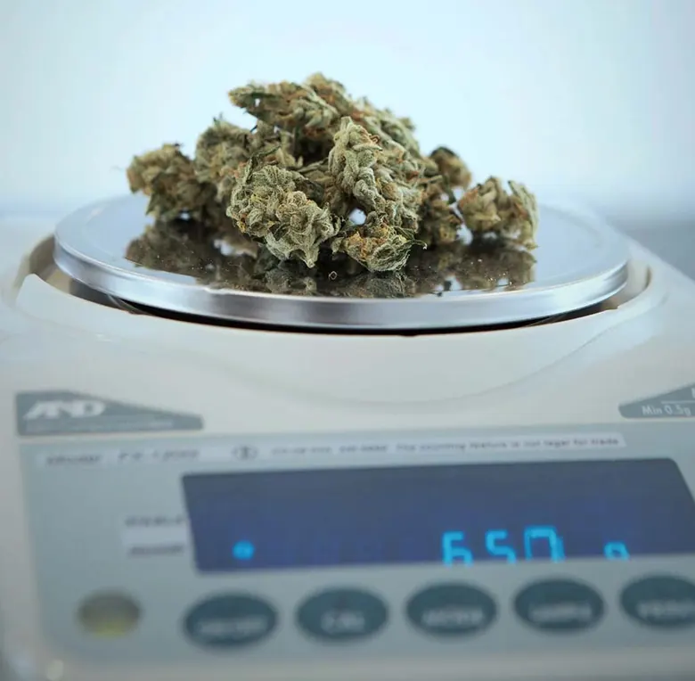 Cannabisblüten auf einer Waage