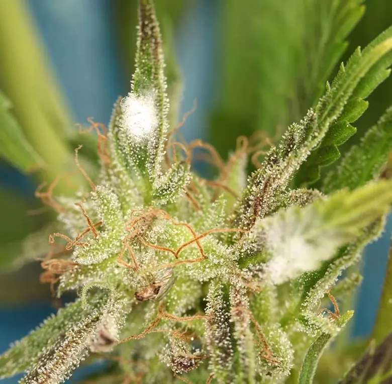 Cannabispflanze mit Schimmelbefall