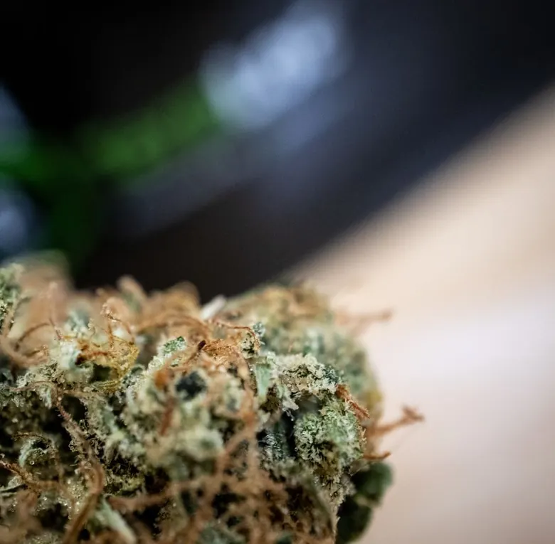 Cannabisblüte in Nahaufnahme